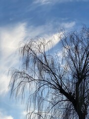 trees in winter, shidare, Tokyo.  March 9th, 2022