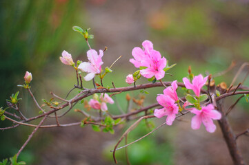 A branch of pink bright flowers on a blurred background and soft focus. Rhododendron pink. Blooming azalea