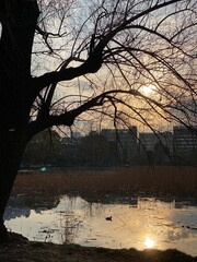 sunset on the pond of Ueno park, Tokyo Japan downtown