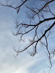 Fototapeta na wymiar tree branch silhouette against the blue sky, March 9th, 2022