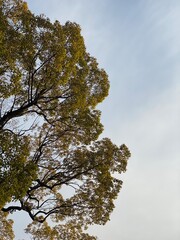 green leaf tree in the sky, March 9th, 2022