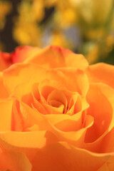 オレンジ色バラのアップ