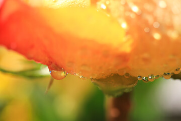 オレンジ色バラのアップ