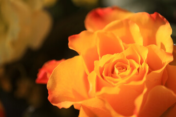 オレンジ色バラのアップ