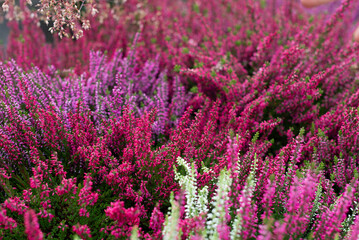 Selective focus bush of wild purple flowers Calluna vulgaris (heath, ling or simply heather) is the sole species in the genus Calluna in the flowering plant family Ericaceae, Nature floral background.