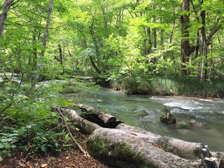 新緑のせせらぎ