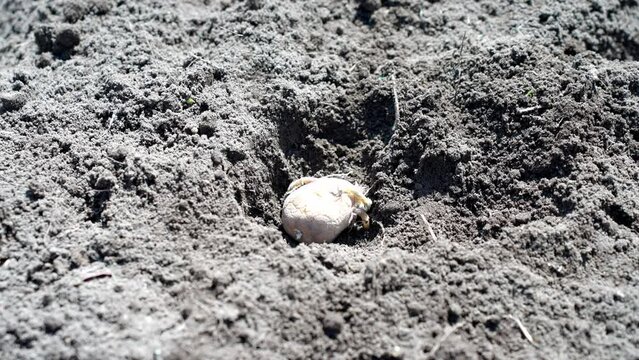 ジャガイモの種芋