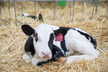 Young calves of both sexes under the age of one year. Young individuals belong to artiodactyls..The young of some wild species are also sometimes referred to as calves.