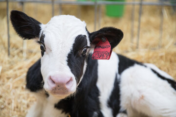 Young calves of both sexes under the age of one year. Young individuals belong to artiodactyls..The young of some wild species are also sometimes referred to as calves.