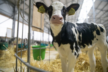 Young calves of both sexes under the age of one year. Young individuals belong to artiodactyls..The...