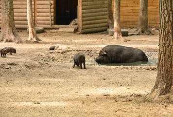 wild boar in the zoo