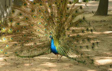 Obraz premium peacock in front of background