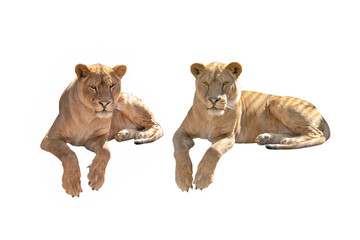 two lioness isolated on a white