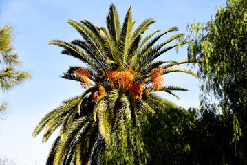 Palm tree with dates against the blue sky. Date Palm (Phoenix dactylifera), tree of the palm family...