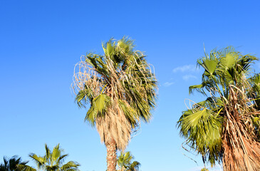 Palm tree with dates against the blue sky. Date Palm (Phoenix dactylifera), tree of the palm family (Arecaceae) cultivated for its sweet edible fruits. Phoenix Palm or Dactylifera tree. Palmae.
