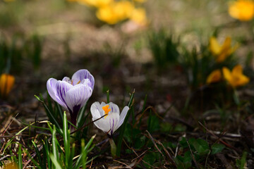 クロッカス（ホワイト・パープル）