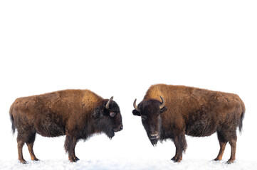 two bisons stands in the snow isolated on a white background.