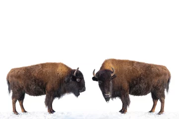 Foto op Plexiglas twee bizons staat in de sneeuw geïsoleerd op een witte achtergrond. © fotomaster