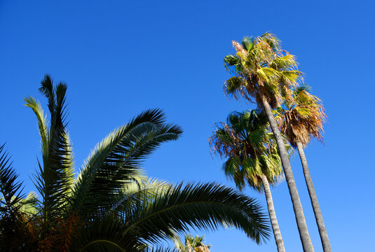 Palm tree with dates against the blue sky. Date Palm (Phoenix dactylifera), tree of the palm family (Arecaceae) cultivated for its sweet edible fruits. Phoenix Palm or Dactylifera tree. Palmae.