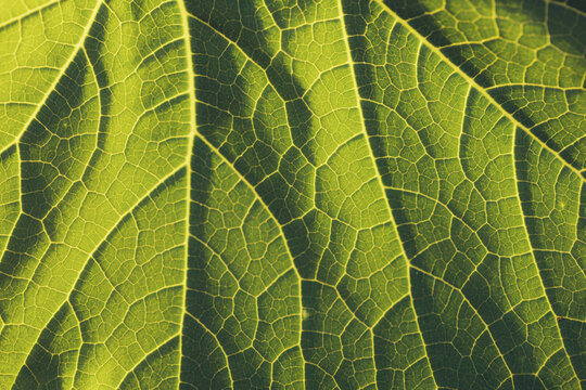 Fototapeta Close-up of green leaf