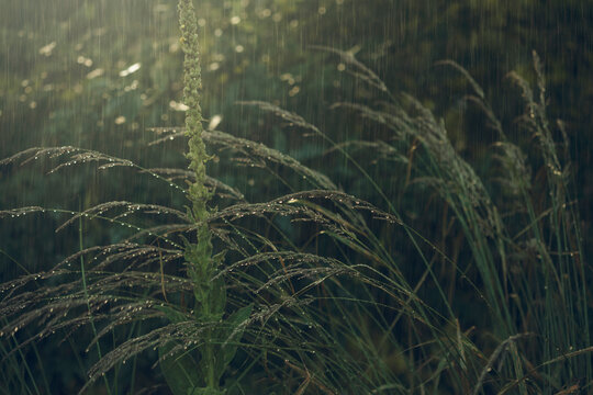 Grass at rainy day