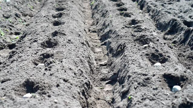 畑に並ぶジャガイモの種芋
