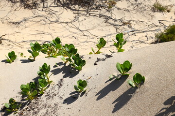 Succulent plants growing on the dunes at Witsand, South Africa.