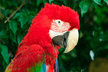 Red fluffy african parrot on branch © Banu Sevim