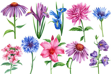 Wildflowers dahlia, iris, bell, echinacea and cornflowers. Watercolor botanical illustration, floral elements for design