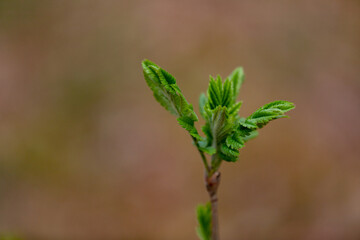Green fresh ash leaves in sunset light. Ash-tree blossoms in springtime. Leaves on sunset	