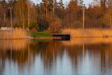 Obraz premium reflection of dry reeds, forest trees, footbridge in calm lake water