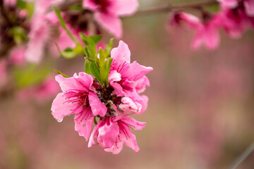 Peach blossom. Flowering tree. pink and green color