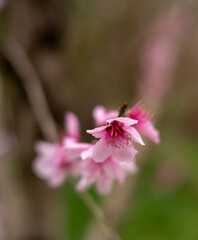 Peach blossom. Flowering tree. pink and green color