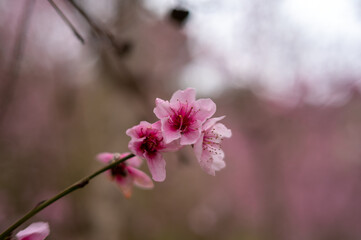 Obraz premium Peach blossom. Flowering tree. pink and green color