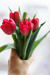 Bucket of red tulips close up 