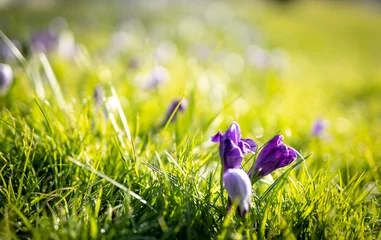 Poster Krokusy w rozkwicie.  Łąka pokryta wiosennymi kwiatami. Słonecznie, jasno, wiosennie tło. © Aga Bak