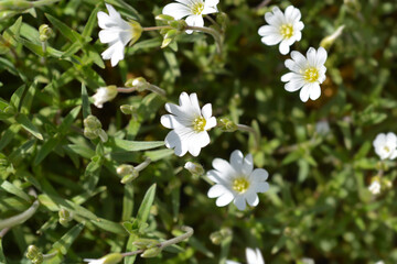 Field chickweed