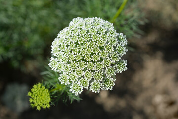 Toothpick bullwort Blutenball