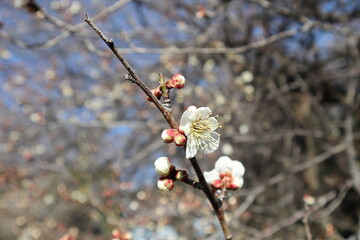 梅のクローズアップ