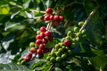Ripe coffee cherries from a coffee tree on they own farm.