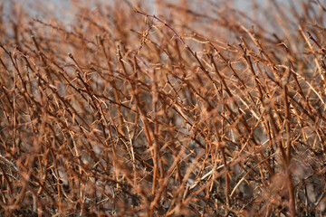 Obraz premium thorns. decorative plant in the cold season. outdoor photography.
