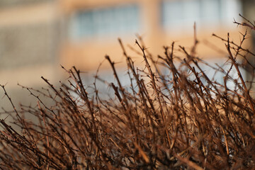 thorns. decorative plant in the cold season. outdoor photography.