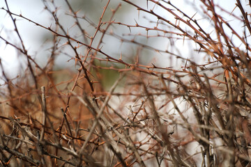 thorns. decorative plant in the cold season. outdoor photography.