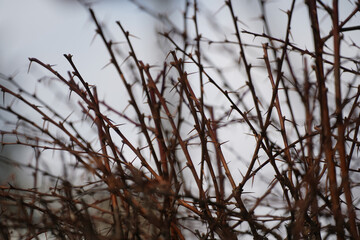 thorns. decorative plant in the cold season. outdoor photography.