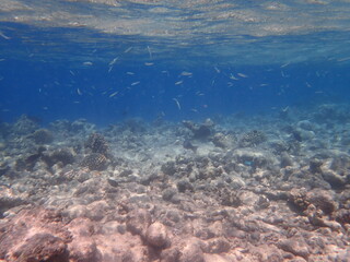 モルディブ　ラスドゥ島の魚