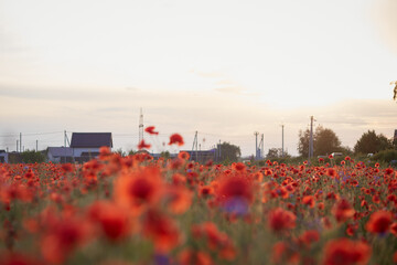Summer poppy field at sunset. Nature background.