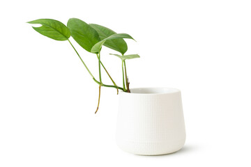 Epipremnum pinnatum monstera in white pot isolated on white. House plant air purifying minimal design decorative.