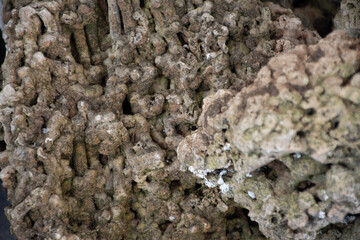 lichen on tree bark