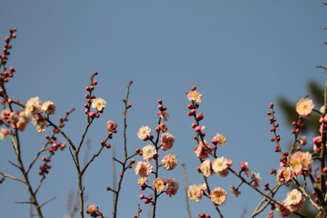 White plum blossoms in early spring with blue sky background. Copy space.