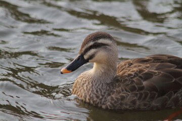 Fototapeta premium Closeup of a Spot Billed Duck with water background.